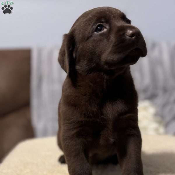 Max, Chocolate Labrador Retriever Puppy